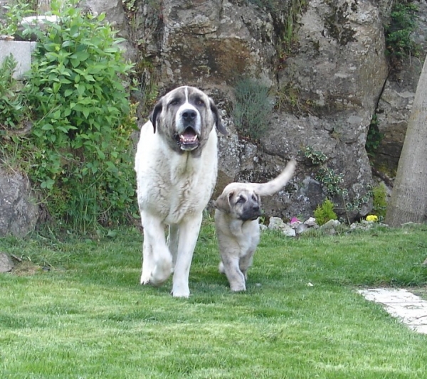 Orco y Hada - Aprendiendo a vigilar - Winner Photo of May 2009
Keywords: canencia