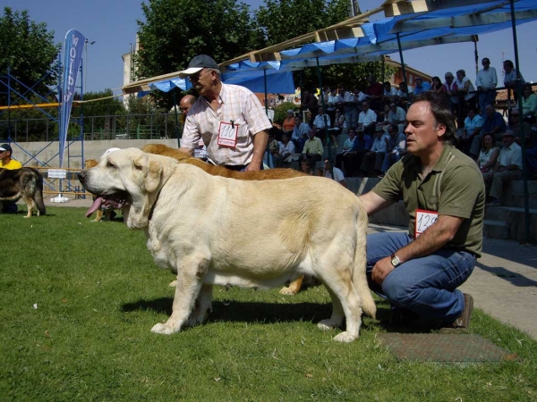 Osa de Valdejera: Exc. 2 - Open Class Females, XXVII Monográfica AEPME, 15.09.2007
(Ch. Cañón de Fuente Mimbre x Selva de Cueto Negro)
Born: 08.08.2003

Keywords: 2007 valdejera