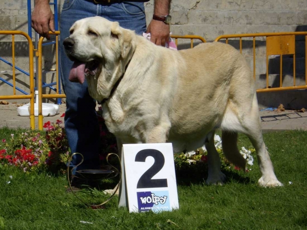 Osa de Valdejera: Exc. 2 - Open Class Females, XXVII Monográfica AEPME, 15.09.2007
(Ch. Cañón de Fuente Mimbre x Selva de Cueto Negro)
Born: 08.08.2003

Keywords: 2007 valdejera