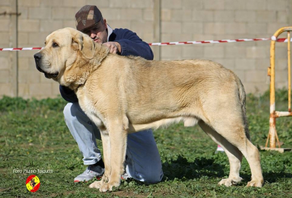 Osiris de Amdece de Nava: 2º Intermediate Class Males - Mansilla de la Mulas, Spain 09.11.2014
 
Keywords: 2014