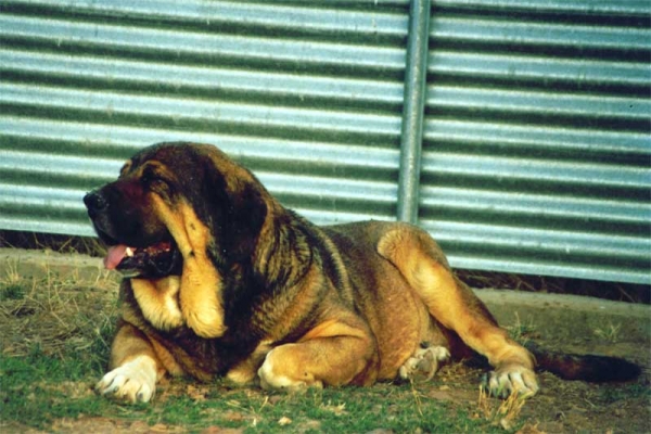 Osito de Los Cuatro Elementos
