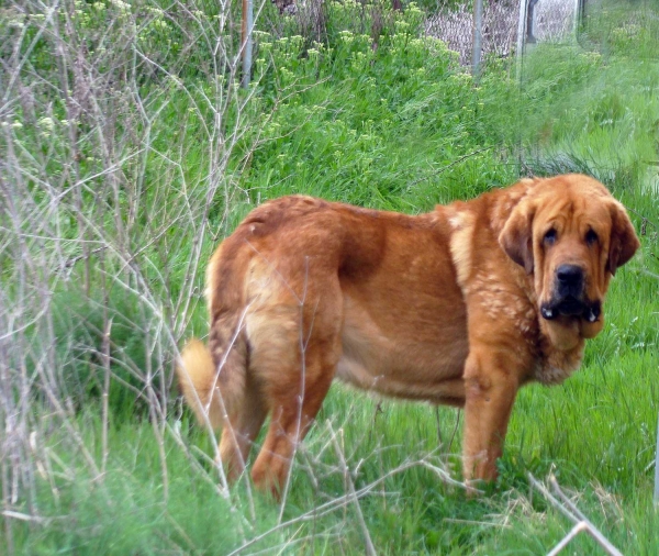 Oso
Mastin ganadero en el campo ( tres años )
Keywords: fuentemimbre