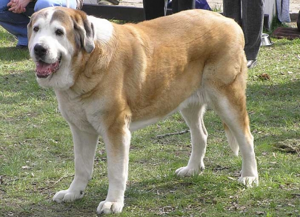 Adorno Ha-La-Mü (10 years old): Exc.1, Best Veteran (Veteran Class Females) - National Show, Ostrava - 13.04.2008
(Leon IV de Monte Jaena x Alba Pasecky Kout)
Born: 02.03.1998 

Keywords: 2008 veteran veterano