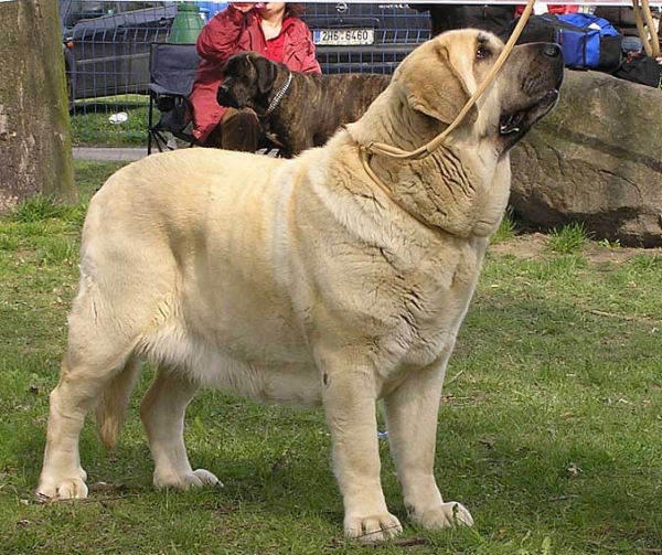 Feya Mastibe: Exc.1, CAC, National Winner, BOB (Champion Class Females) - National Show, Ostrava 13.04.2008
(Basil Mastifland x Connie Mastibe) 
Born: 08.05.2003 

Keywords: 2008 mastibe