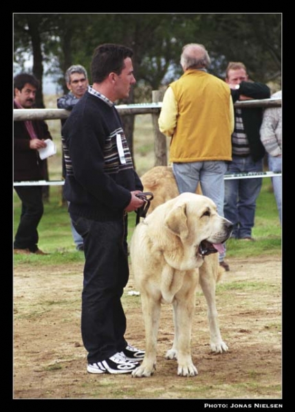 Merlín - Intermediate Class Males, Exc. 2 - XXI Monográfica AEPME 2001
(Trabujo de Trashumancia x Cucaracha de Jusiante)
Born: 28-02-2000
Breeder & owner: Francisco Benito Simón


Keywords: 2001 agostadero