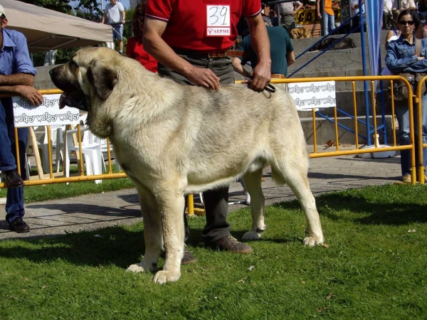 Pando de Galisancho: Exc. 4 - Intermediate Class Males, XXVII Monográfica AEPME, 15.09.2007
Keywords: 2007 galisancho