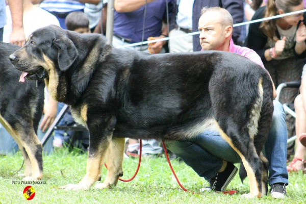 Abierta hembras EXC 5ª: Pantera de La Majada Los Robles - Barrios de Luna 14.09.2014
(Zangarrón de Los Zumbos X Roja de Los Zumbos)
Keywords: 2014