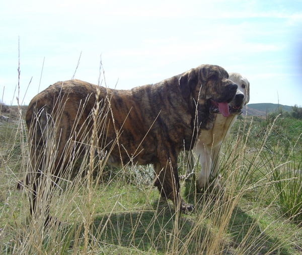 Cinga Z Kraje Sokolu & Tajo de la Peña Mora
(Charly de Valdejera x Aylen z Kraje Sokolu)
(Ch. Cañon de Fuente Mimbre x Jara de Ablanera)  

