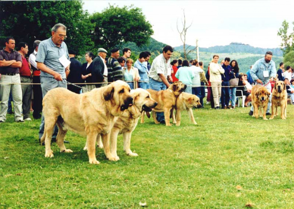 Duque del Valle de Santiago, Tormanta de los Zumbos, Caminante & Vereda de Laciana - Pair Class, Prioro, León 27.06.1999 
In front: 1º Duque del Valle de Santiago & Tormanta de los Zumbos  
Middle: 2º Caminante & Vereda de Laciana
Right: 2º Sultan & Zarpas (Vicheriza)

 

Keywords: 1999