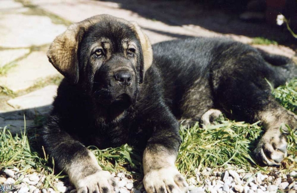 Parka de Valdejera - 2 months old
(Tajo de la Peña Mora x Cepa de Valdejera)  

Keywords: puppyspain puppy cachorro