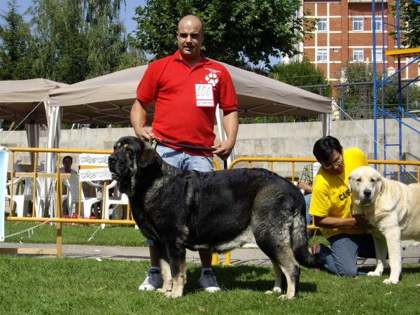 Parka de Valdejera: Exc. 6 - Open Class Females, XXVII Monográfica AEPME, 15.09.2007
(Tajo de La Peña Mora x Cepa de Valdejera)
Born: 09.12.2003

Keywords: 2007 zurita