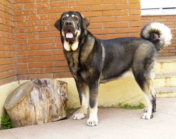 Parka de Valdejera
(Tajo de la Peña Mora x Cepa de Valdejera)  

