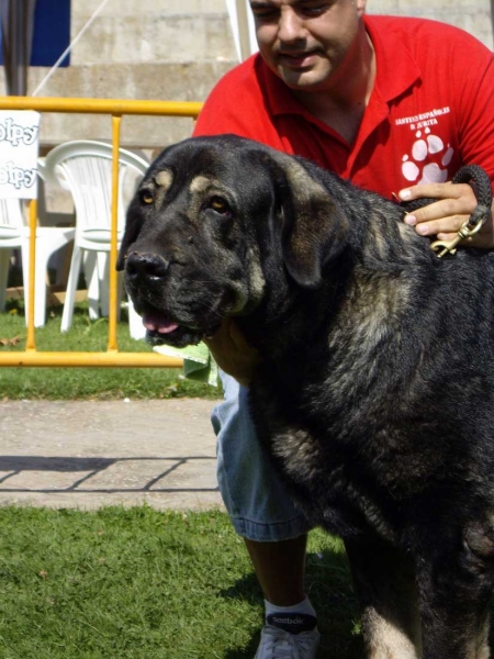 Parka de Valdejera: Exc. 6 - Open Class Females, XXVII Monográfica AEPME, 15.09.2007
(Tajo de La Peña Mora x Cepa de Valdejera)
Born: 09.12.2003

Keywords: 2007 zurita