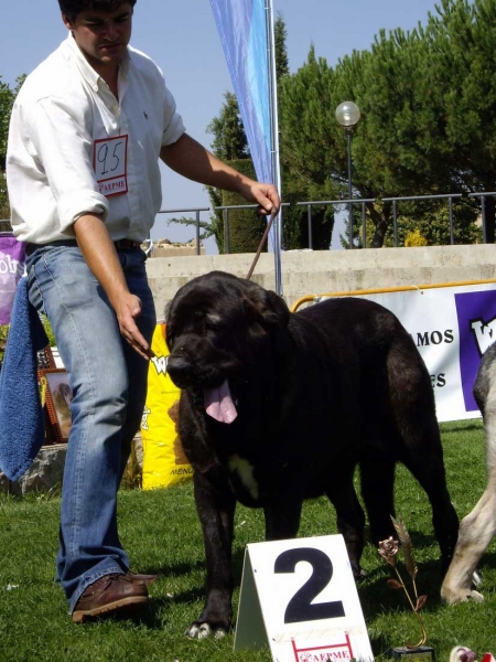 Pas de Torreanaz: Exc. 1 - Intermediate Class Females, XXVII Monográfica AEPME, 15.09.2007
Keywords: 2007 torreanaz