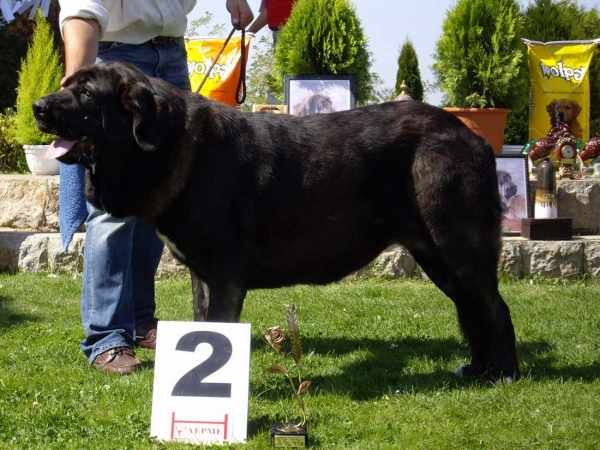 Pas de Torreanaz: Exc. 1 - Intermediate Class Females, XXVII Monográfica AEPME, 15.09.2007
Keywords: 2007 torreanaz