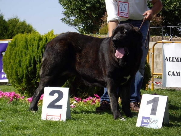 Pas de Torreanaz: Exc. 1 - Intermediate Class Females, XXVII Monográfica AEPME, 15.09.2007
Keywords: 2007 torreanaz