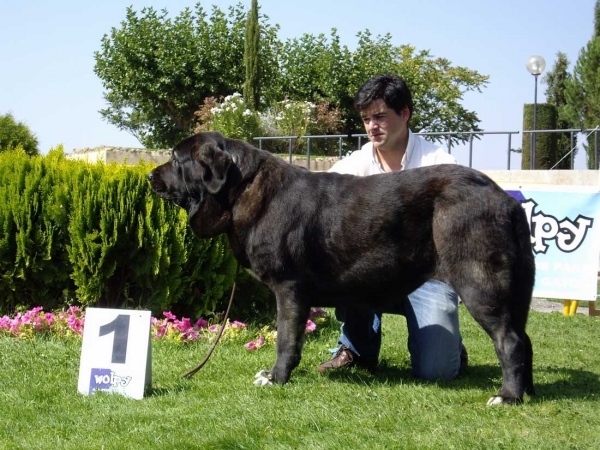 Pas de Torreanaz: Exc. 1 - Intermediate Class Females, XXVII Monográfica AEPME, 15.09.2007
Keywords: 2007 torreanaz