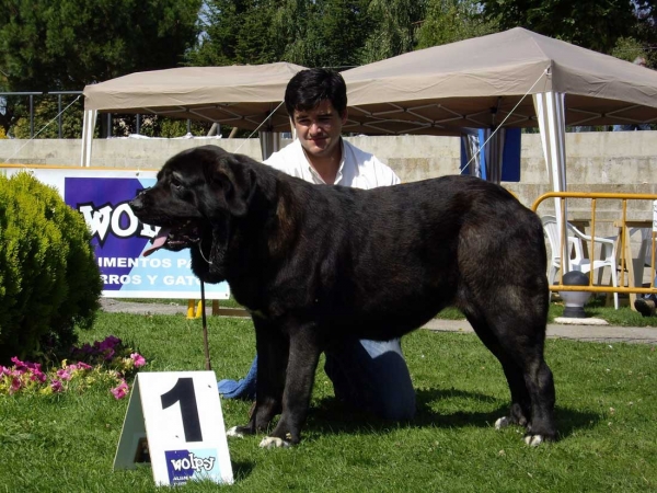 Pas de Torreanaz: Exc. 1 - Intermediate Class Females, XXVII Monográfica AEPME, 15.09.2007
Keywords: 2007 torreanaz