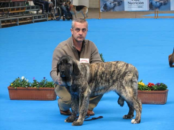 Pastora de Los Zumbos - Best Puppy, International show Torrelavega, Spain 18.03.2007
Bartolo de Antalmuhey x Sobria de Los Zumbos
Keywords: 2007 zumbos