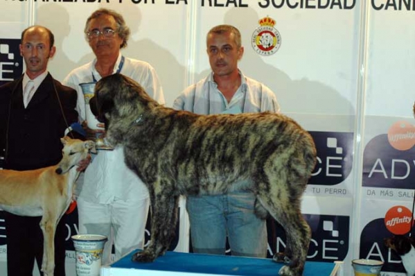 Pastora de Los Zumbos, Best Puppy in Spanish Breeds - Mejor Cachorro Razas Españolas, Talavera de la Reina 19.05.2007
Photo: Mario Alonso Martínez © Copyright
Keywords: 2007 zumbos