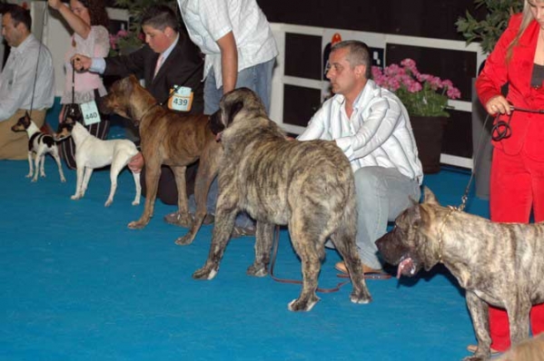 Pastora de Los Zumbos - Best Puppy in Spanish Breeds - Mejor Cachorro Razas Españolas, Talavera de la Reina 19.05.2007
Photo: Mario Alonso Martínez © Copyright
Keywords: 2007 zumbos