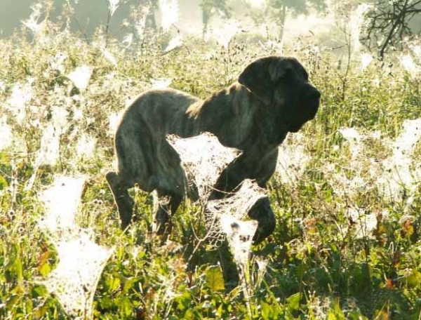 Photo from kennel Mastibe
Keywords: mastibe