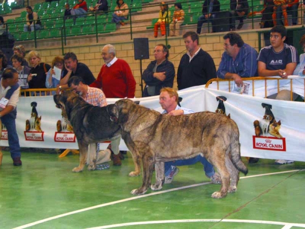 Pavón, Exc. 1 - Caballero de Hazas de Cesto, Exc. 3 - Open Class Males - XXV Monográfica AEPME Agoncillo, La Rioja, Spain - 30.10.2005
Pavón: (Tizón de Fuente Mimbre x Seda de Cueto Negro) - Born: 27.11.2003 - Breeder: Ramón Sampedro, owner: Francisco Díaz Cueva
Caballero: (Abedul de Medina de Pomar x Caldea de El Regato de Subiria) - Born: 16.05.1998 - Breeder: José Fdo. Uslé Rugama, owner: Cathy Dandelot
 

Keywords: 2005