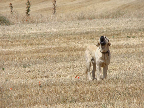 Peleon de Fuente Mimbre´- 14 meses
Keywords: fuentemimbre