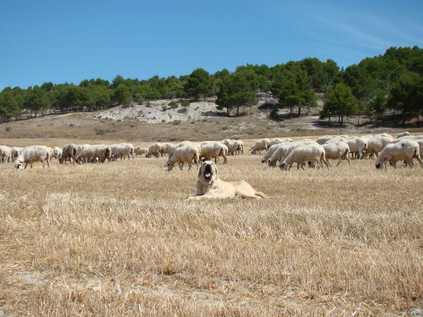 Peleon de Fuente Mimbre´- 14 meses
Keywords: fuentemimbre