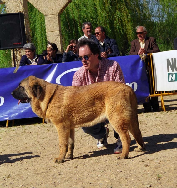 Pepa de Valdejera: VG 1, Best Puppy - Puppy Class Females, Monográfica AEPME, Palencia 1999
Golfo de Valdejera x Navacerrada
Born: 11.10.1998

Photo: Jonas Nielsen © Copyright
Keywords: 1999