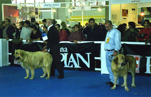 Perla de Ablanera & Vera de Autocan
Perla: 
(Jorgito de Trashumancia x Duna de Isla Perdida) - Born: 20.03.1995 - Breeder & owner: Angel Fernández

Vera:
(Barbaro x Maria de Autocan) - Born: 02.01.1993 - Breeder & owner: Isidro García Suárez
Nøkkelord: 1997