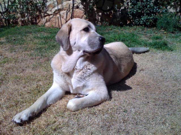 Laska del Dharmapuri  - Sun bathing
Keywords: laska