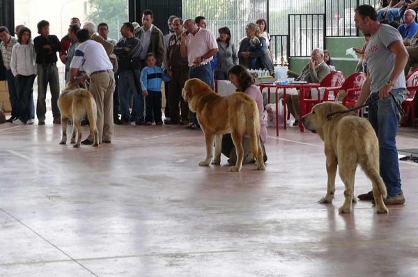 Acebo de Bao La Madera: Exc 2, Jorgito Tornado Erben: Exc 3 & Zeus de Fuente Mimbre: Exc 1, Best Young - Plasencia 16.06.2007


Keywords: 2007