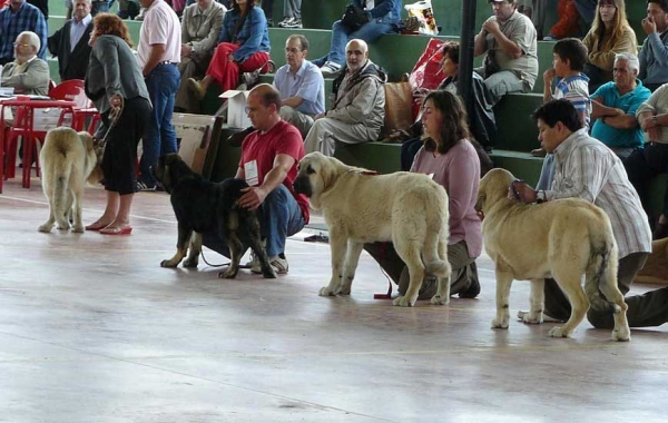 Haya de Bao La Madera: VG 3, Auria de A Limia: VG 4 & Lois Tornado Erben: VG 2 - Puppy Class Females, Plasencia 16.06.2007






Keywords: 2007