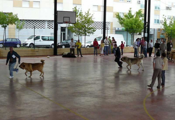 Intermediate Class Males - Plasencia 16.06.2007
Keywords: 2007