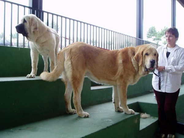 Lois Tornado Erben: VG 2 - Puppy Class Females & Jorgito Tornado Erben: Exc 3 - Young Class Males - Plasencia 16.06.2007
Keywords: 2007 tornado