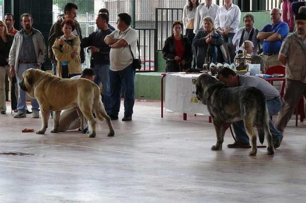 Sansón: Exc 2 & Morgan del Agostadero: Exc 1 - Champion Class Males, Plasencia 16.06.2007

 
Keywords: 2007