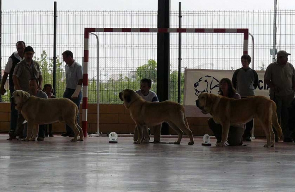 Zeus de Fuente Mimbre: Exc 1, Best Young -  Acebo de Bao La Madera: Exc 2 & Jorgito Tornado Erben: Exc 3 - Young Class Males, Plasencia 16.06.2007
Keywords: 2007