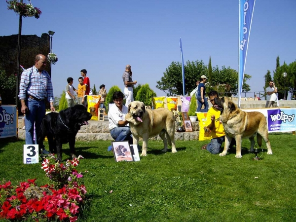 Podium Open Class Males XXVII Monográfica AEPME, 15.09.2007
Costero de Buxionte: EXC 3º 
Seo de Torreanaz: EXC 1º - CAC 	
Truhán de Campollano: EXC 2º				 

Keywords: 2007