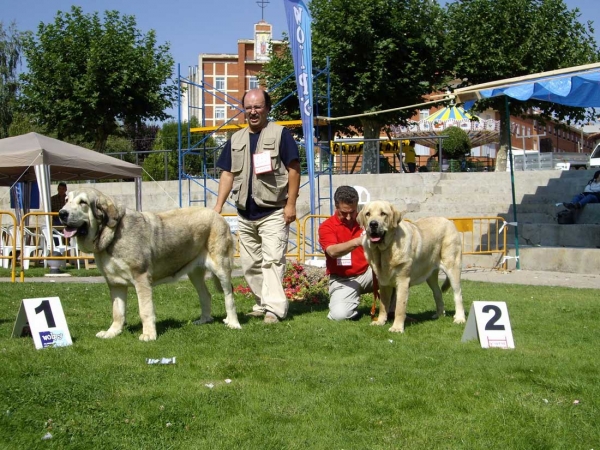 Bimba de Fuente Mimbre: Exc. 1, Best Young & Saya de Zurita: Exc. 2 - Young Class Females, XXVII Monográfica AEPME, 15.09.2007
Photo Iva Jarova
Keywords: 2007