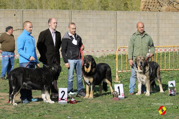 Podium Open Class Females - Mansilla de la Mulas, Spain 09.11.2014
2ª Loma I de Riolago
1ª Pantera de La Majada Los Robles
3ª Bruma de Filandón
Keywords: 2014