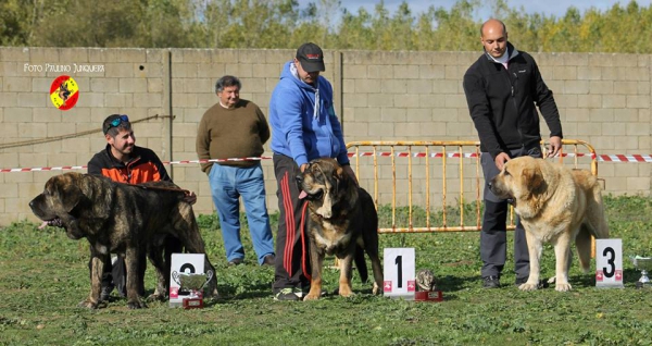 Podium  Open Class Males - Mansilla de las Mulas, Spain 09.11.2014 
2º Jonas de Duelos y Quebrantos
1º Ron de Amdece de Nava
3º Zumbo de La Filtrosa
Keywords: 2014