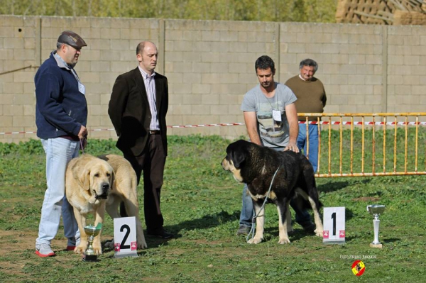 Podium Intermediate Class Males - Mansilla de la Mulas, Spain 09.11.2014
2º Osiris de Amdece de Nava
1º Pizarro de La Majada Los Robles

Keywords: 2014