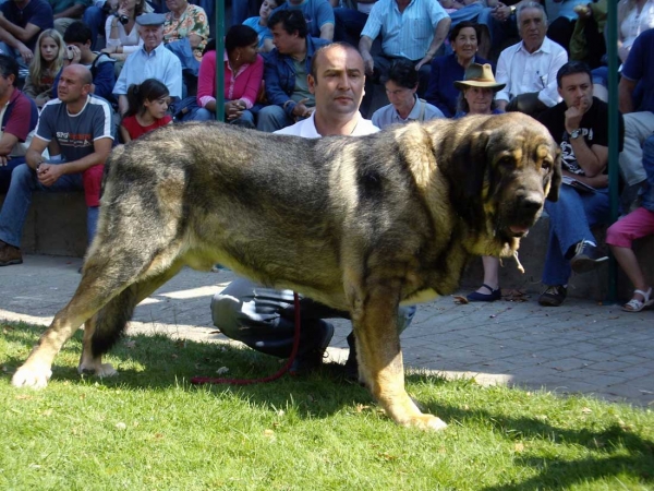 Pol de Reciecho: Exc. 7 - Open Class Males, XXVII Monográfica AEPME, 15.09.2007
(Arroyo de Trashumancia x Luna de Reciecho)
Born: 06.01.2005 

Keywords: 2007