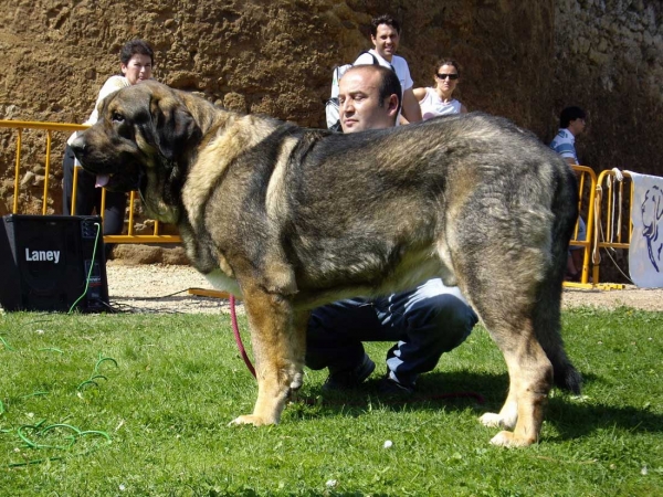 Pol de Reciecho: Exc. 7 - Open Class Males, XXVII Monográfica AEPME, 15.09.2007
(Arroyo de Trashumancia x Luna de Reciecho)
Born: 06.01.2005 

Keywords: 2007