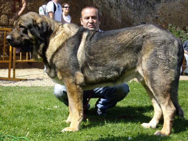 Pol de Reciecho: Exc. 7 - Open Class Males, XXVII Monográfica AEPME, 15.09.2007
(Arroyo de Trashumancia x Luna de Reciecho)
Born: 06.01.2005 

Keywords: 2007