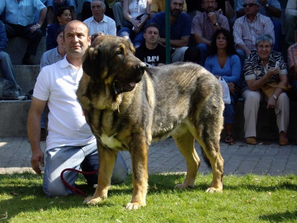 Pol de Reciecho: Exc. 7 - Open Class Males, XXVII Monográfica AEPME, 15.09.2007
(Arroyo de Trashumancia x Luna de Reciecho)
Nacido: 06.01.2005 
Keywords: 2007