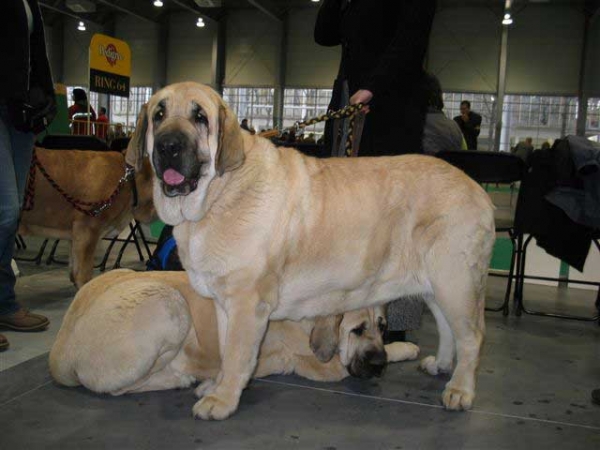 Feya Mastibe, Exc.1, CWC, CACIB, World Winner - Champion Class Females, World Dog Show, Poznan 2006
(Basil Mastifland x Connie Mastibe) 
Born: 08.05.2003
Breeder & owner: Iva Jarova

Keywords: mastibe