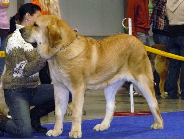 Amie Con Fundo: Very promising 1 - Puppy Class Females, International Show, Prague 16.11.2008
(Basil Mastifland x Historia Tornado Erben)
Born: 25.02.2008 

Photo: Lenka Erbenova - © Copyright
Keywords: 2008 confundo