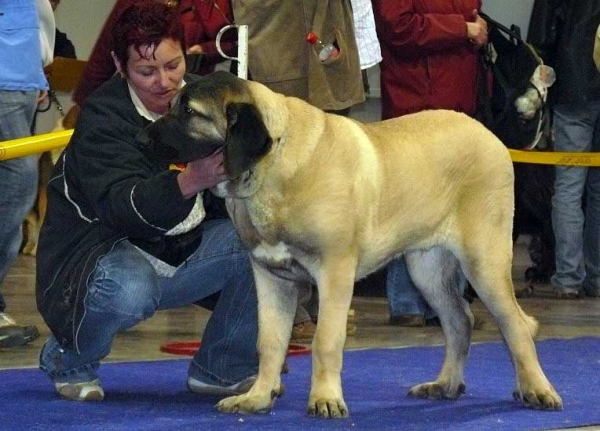 Charon z Kraje Sokolu: Promising 3 - Puppy Class Males, International Show, Prague 16.11.2008
(Amigo Zeus Bis Mastibe x Feimi z Kraje Sokolu)
Born: 14.05.2008

Photo: Lenka Erbenova - © Copyright
Keywords: 2008 sokol